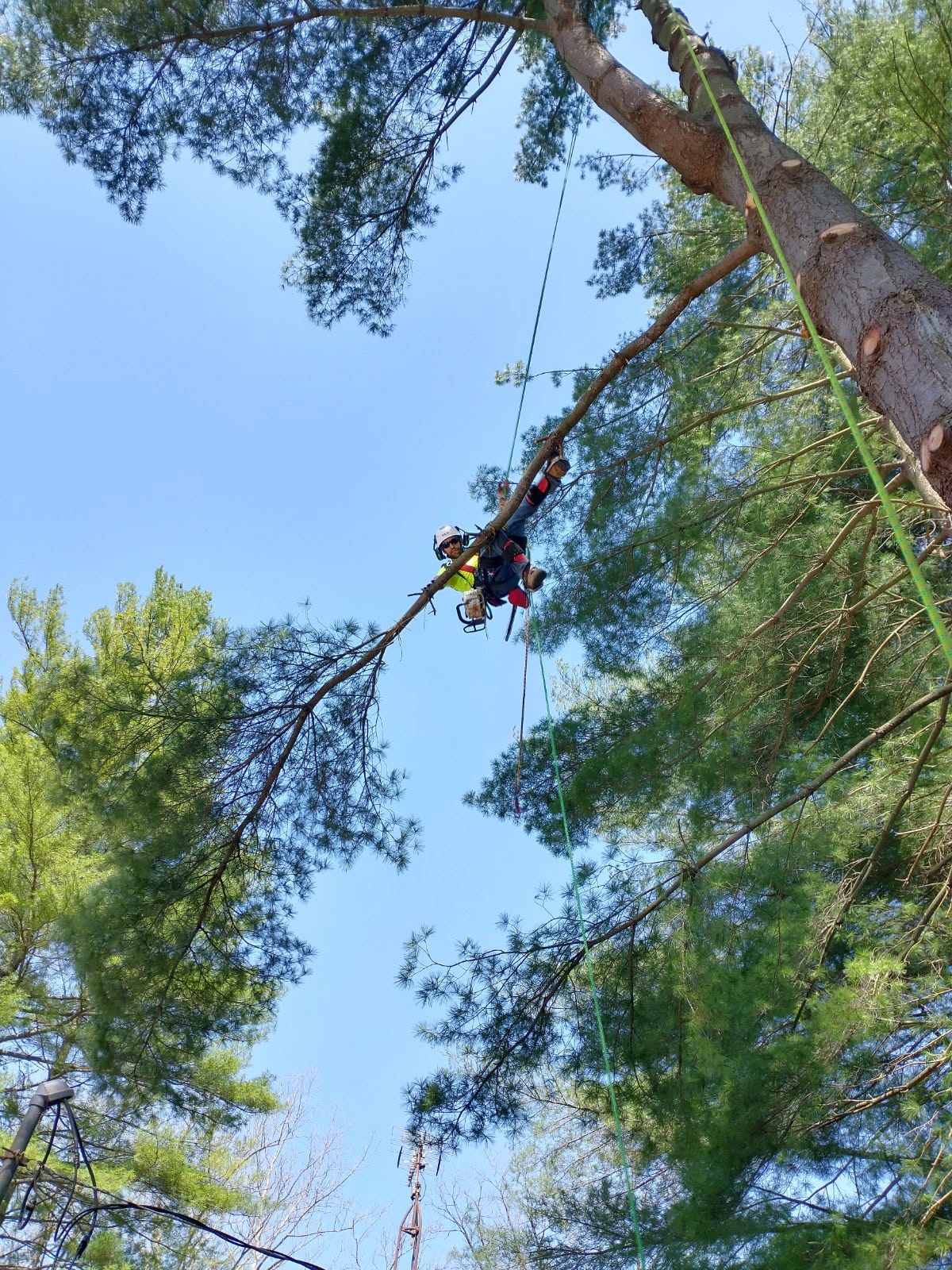 Tree service work